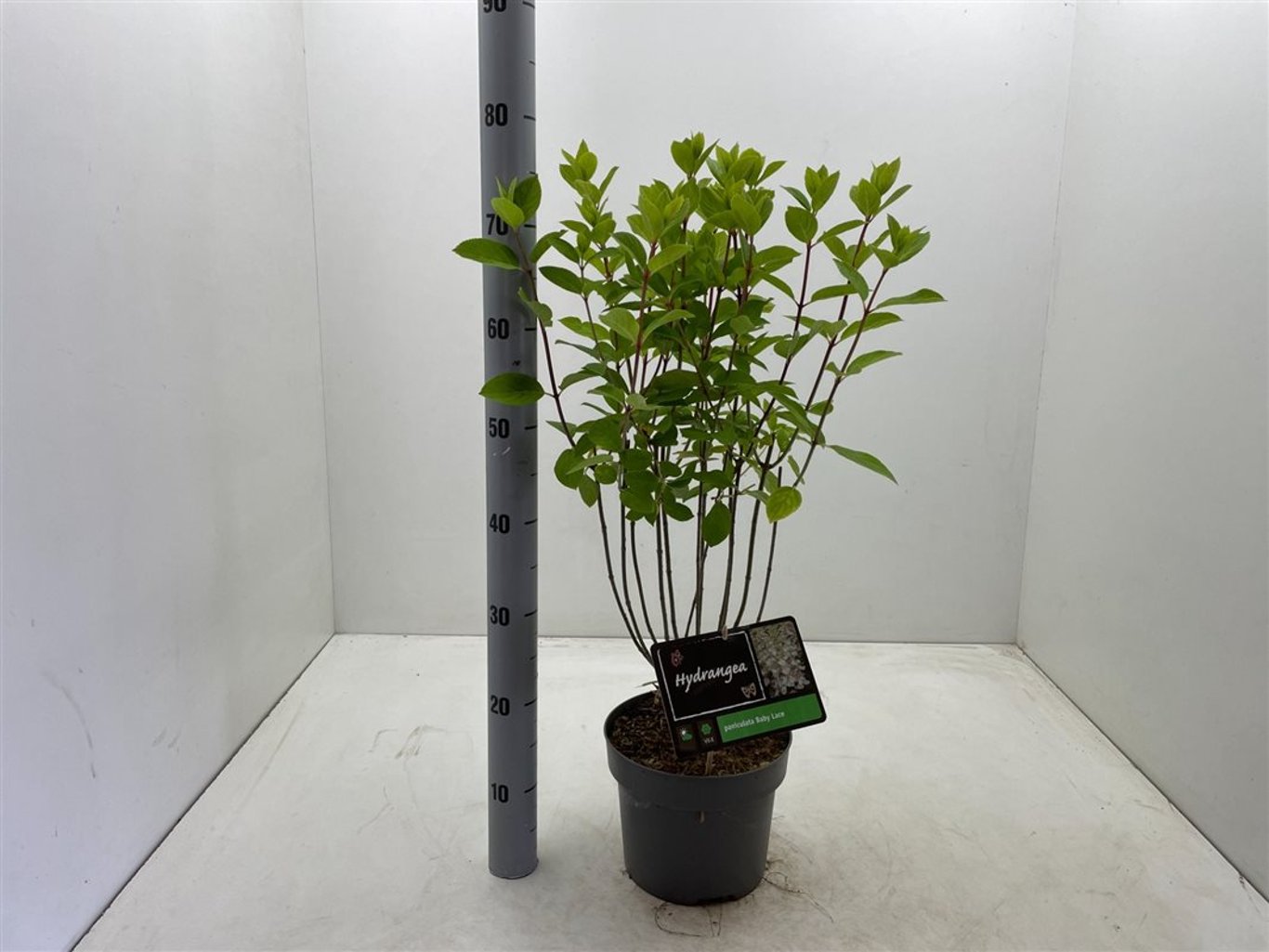 Hydrangea pan. 'Baby Lace' - C4